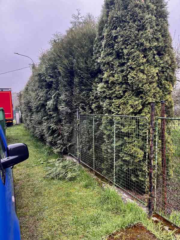 Střih živých plotů - foto 2