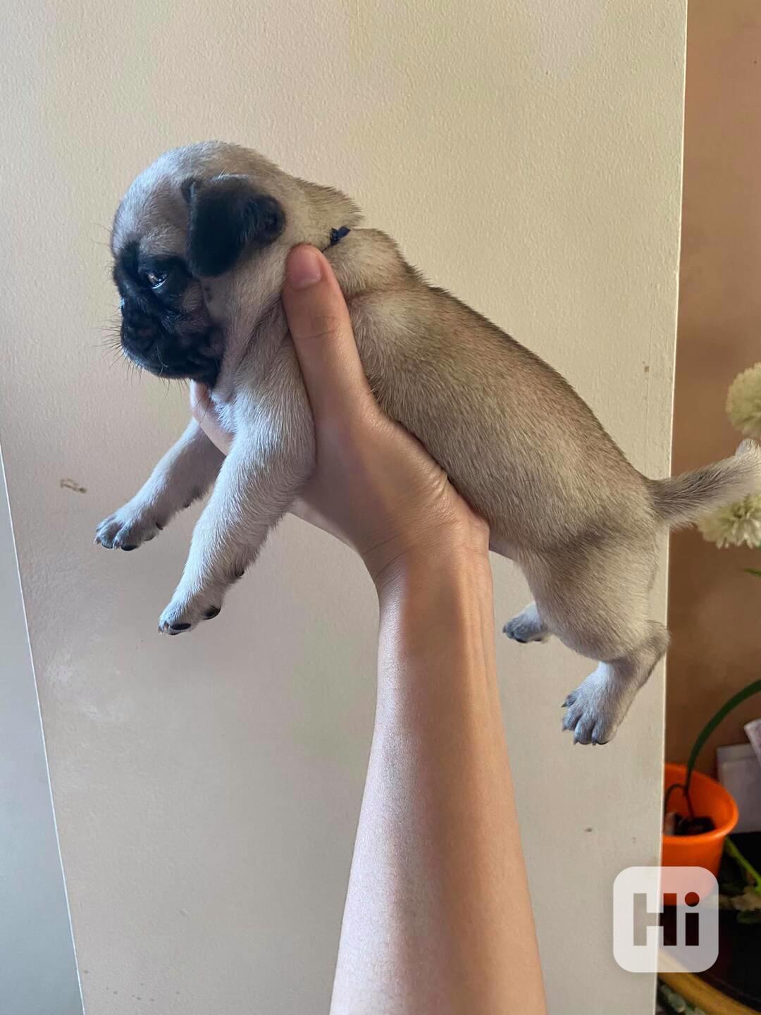  Mopsí štěňata jsou k dispozici k adopci - foto 1