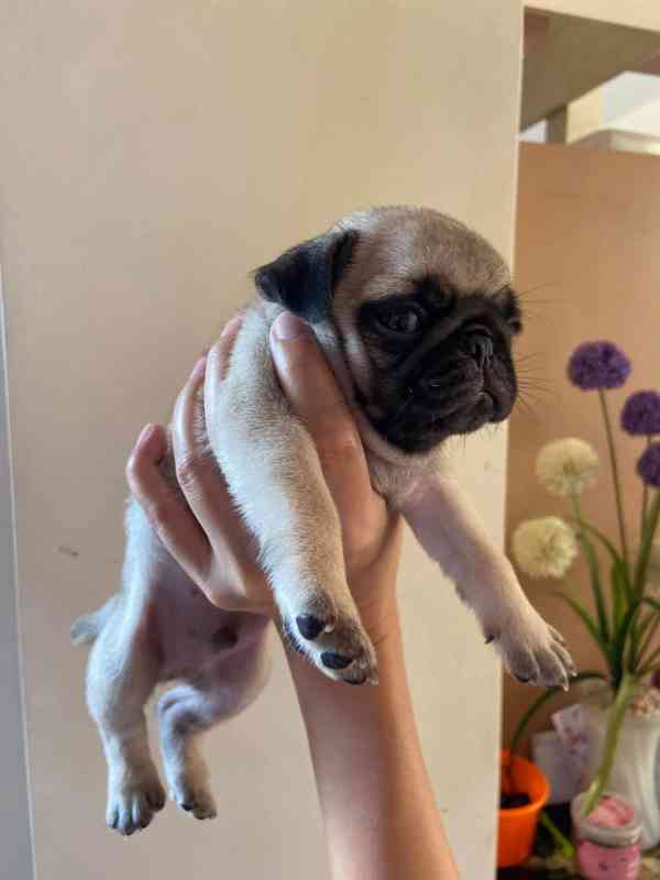  Mopsí štěňata jsou k dispozici k adopci - foto 2