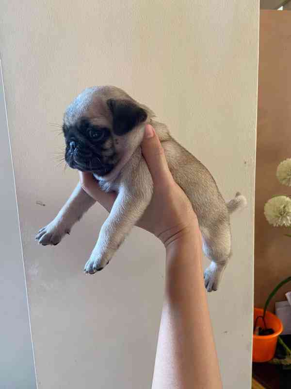  Mopsí štěňata jsou k dispozici k adopci - foto 3