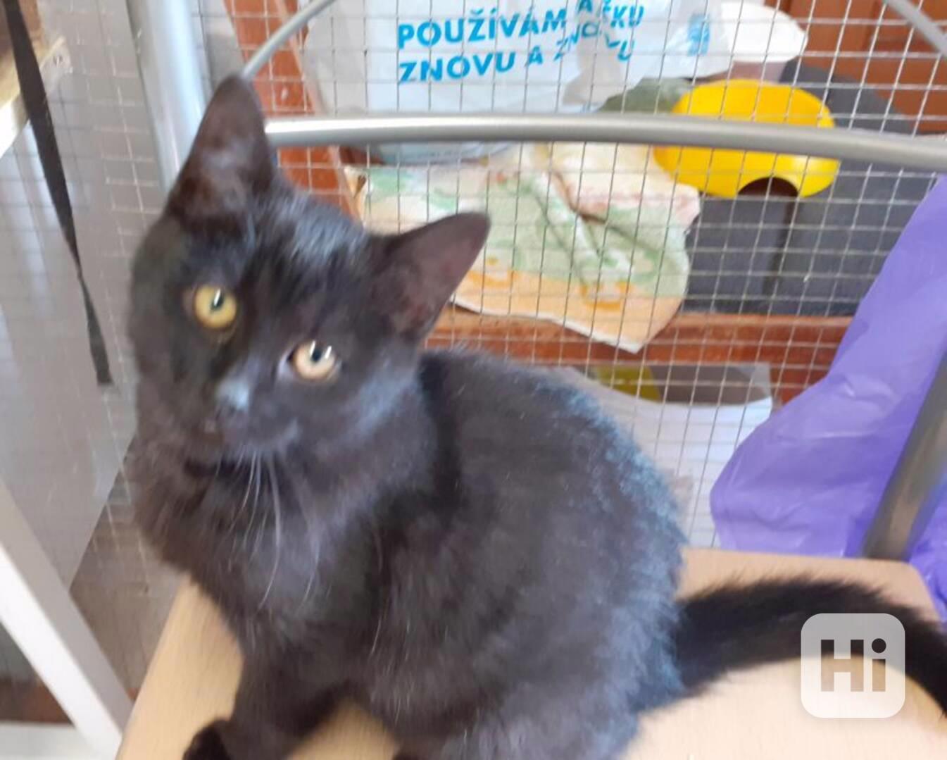 Opatrný 3měsíční černý kocourek Čertík hledá stálý - foto 1