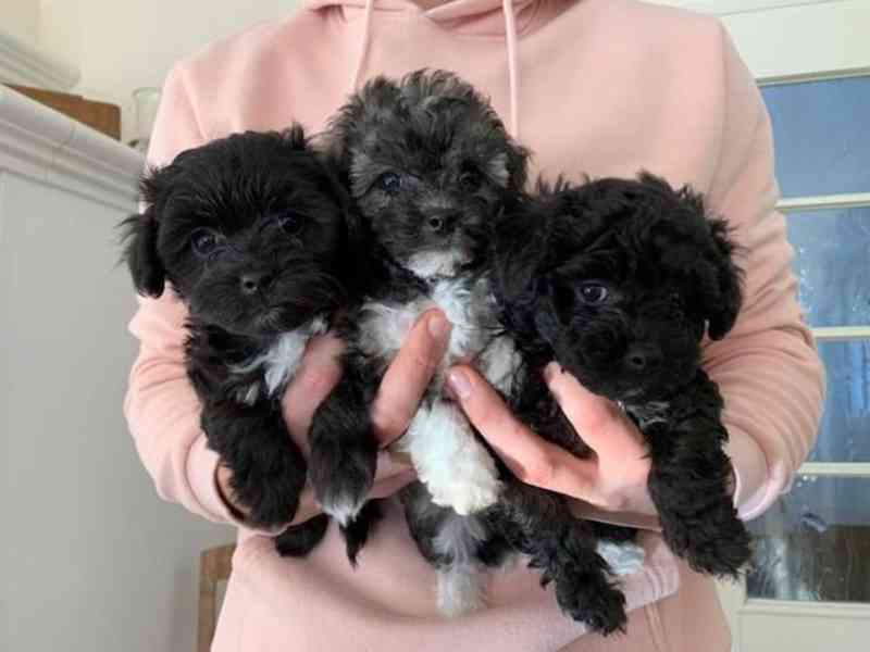 Boloňský psík - foto 1