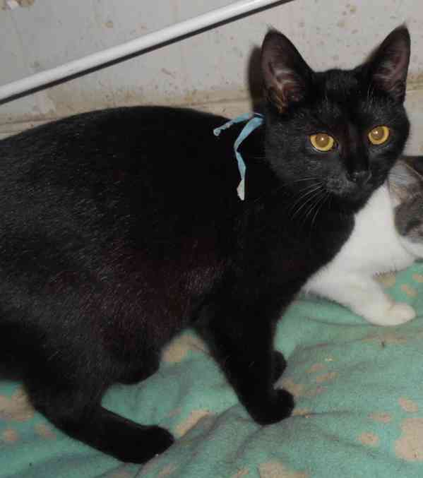 Černá, hravá 5měsíční hodná kočička Kleopatra 