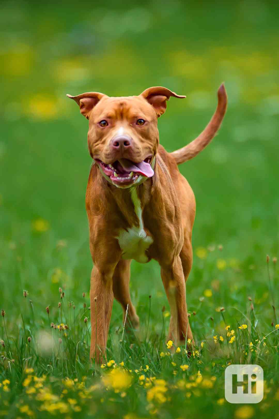 Woody - laskavé štěňe - americký pitbulteriér - foto 1