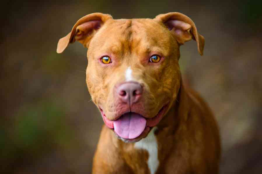 Woody - laskavé štěňe - americký pitbulteriér - foto 2