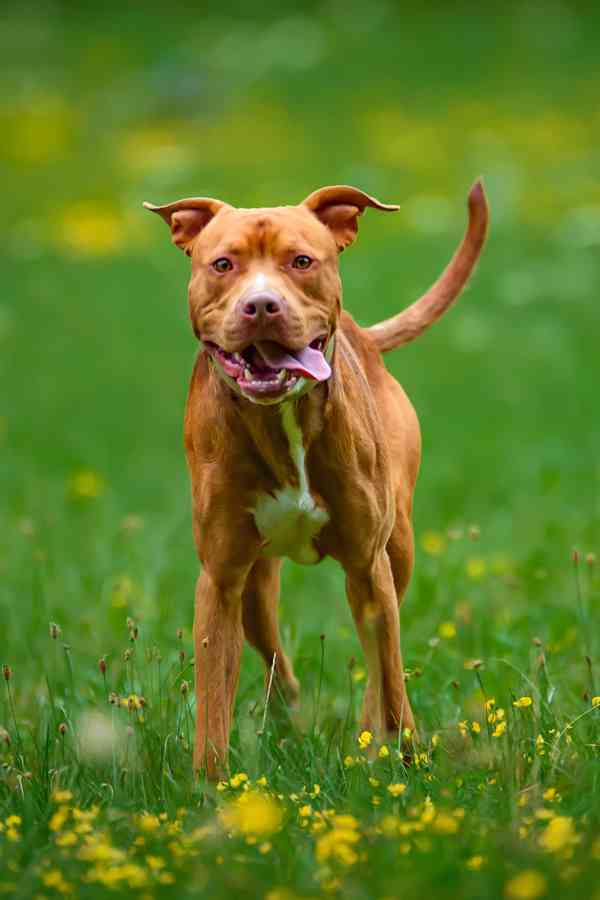 Woody - laskavé štěňe - americký pitbulteriér - foto 1