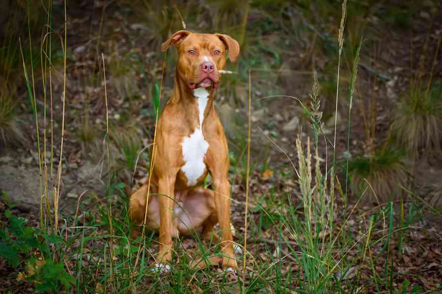 Woody - laskavé štěňe - americký pitbulteriér - foto 3