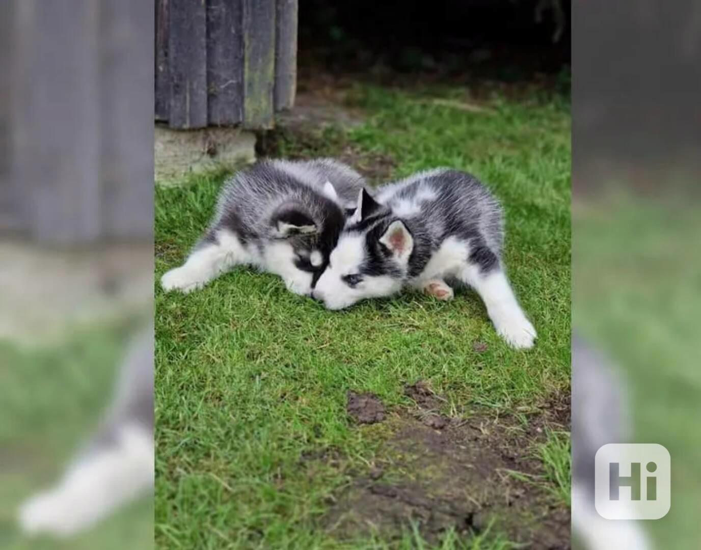 Sibiřského huskyho - štěňátka s PP - foto 1