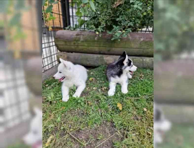 Sibiřského huskyho - štěňátka s PP - foto 4