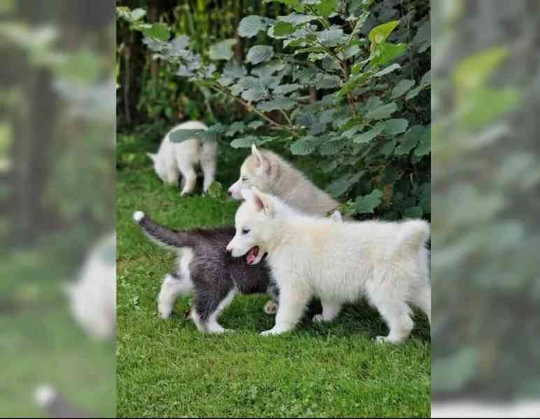 Sibiřského huskyho - štěňátka s PP - foto 5