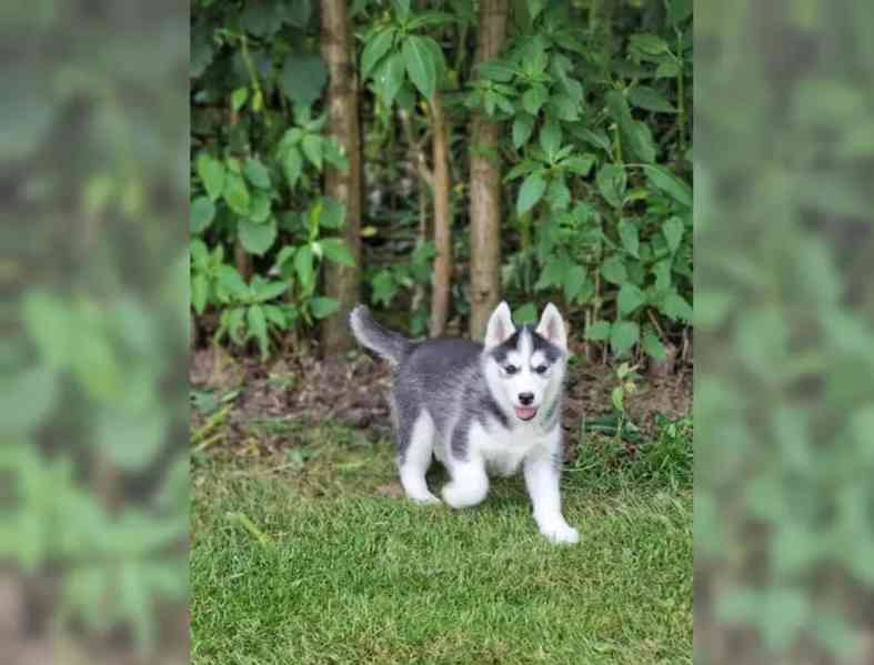 Sibiřského huskyho - štěňátka s PP - foto 3