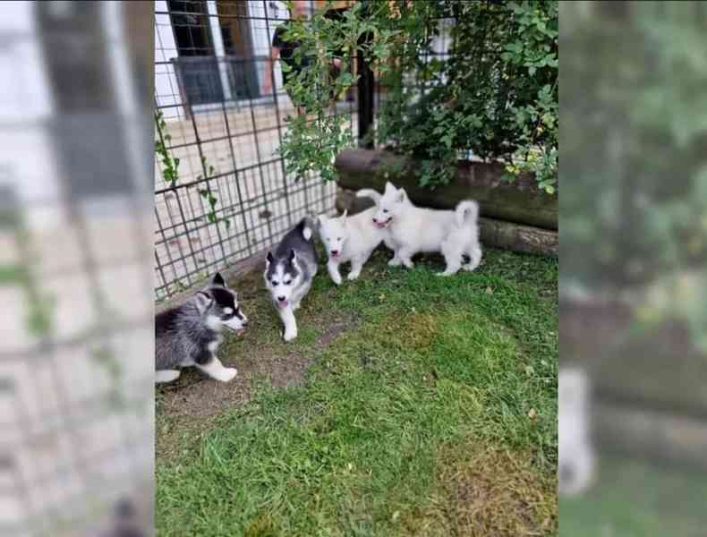 Sibiřského huskyho - štěňátka s PP - foto 2