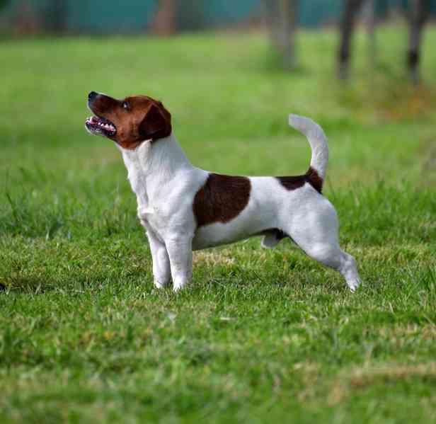 Jack Russell teriér s PP - foto 2