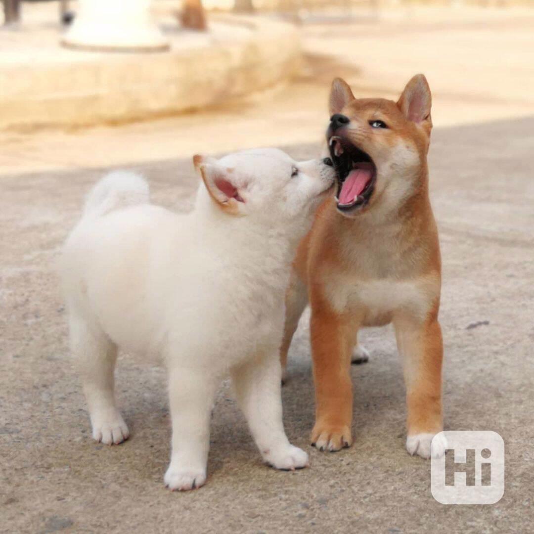 Japonský Shiba Inu - foto 1