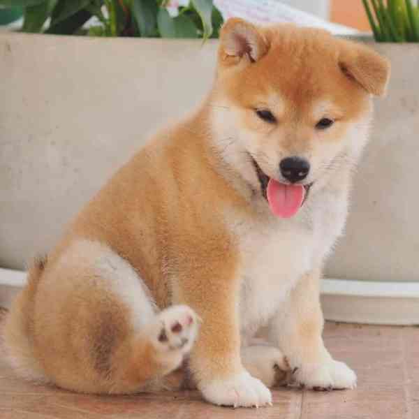 Japonský Shiba Inu - foto 4