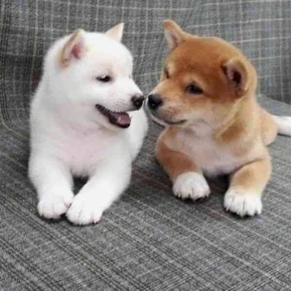 Japonský Shiba Inu - foto 5