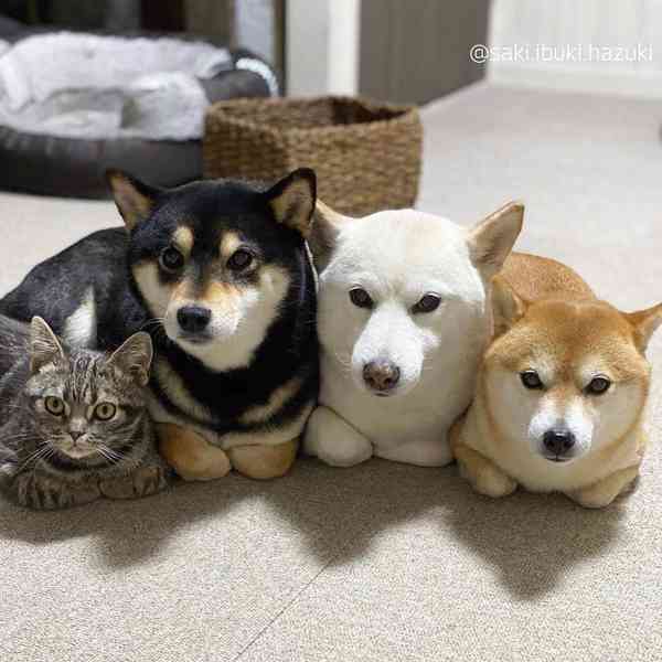 Japonský Shiba Inu - foto 6