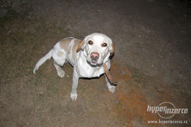 Daruji fenku LABRADORA - foto 1