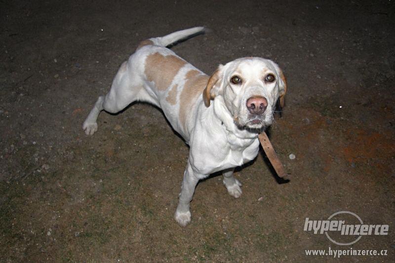 Daruji fenku LABRADORA - foto 2
