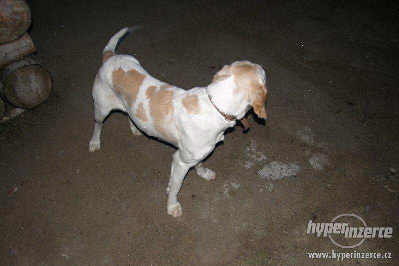 Daruji fenku LABRADORA - foto 3
