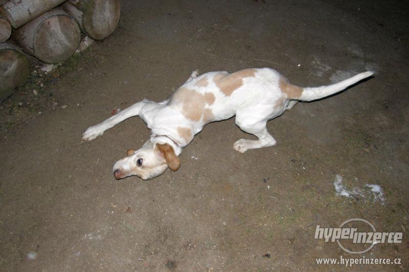 Daruji fenku LABRADORA - foto 4