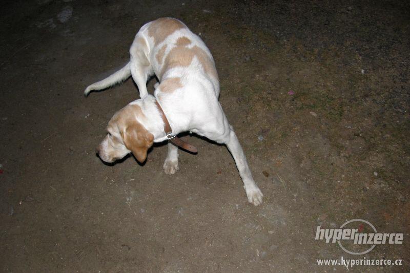 Daruji fenku LABRADORA - foto 5