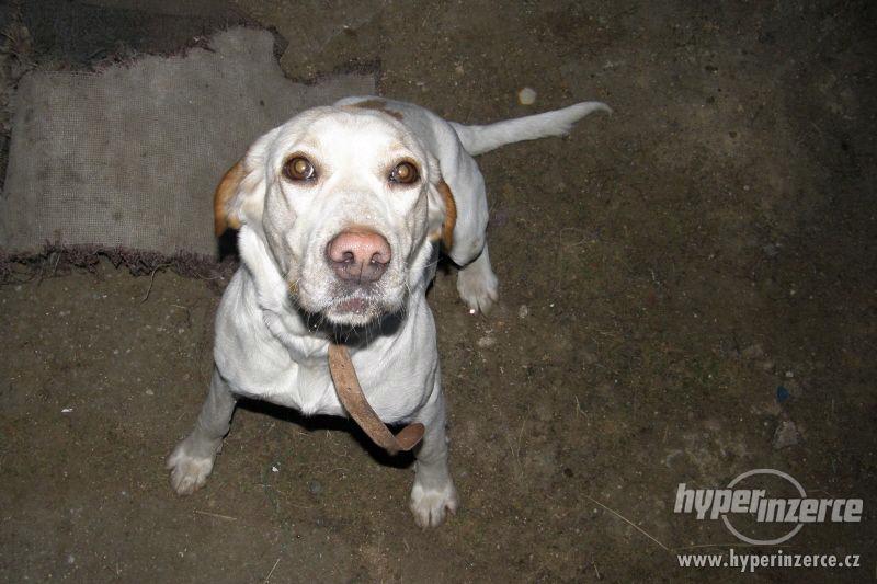 Daruji fenku LABRADORA - foto 6