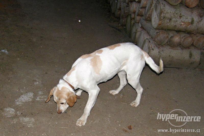 Daruji fenku LABRADORA - foto 7