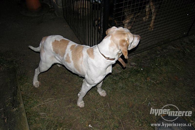 Daruji fenku LABRADORA - foto 9