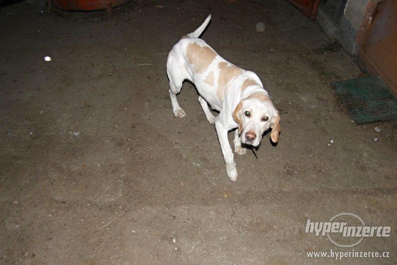 Daruji fenku LABRADORA - foto 10