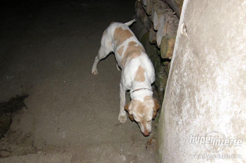 Daruji fenku LABRADORA - foto 11