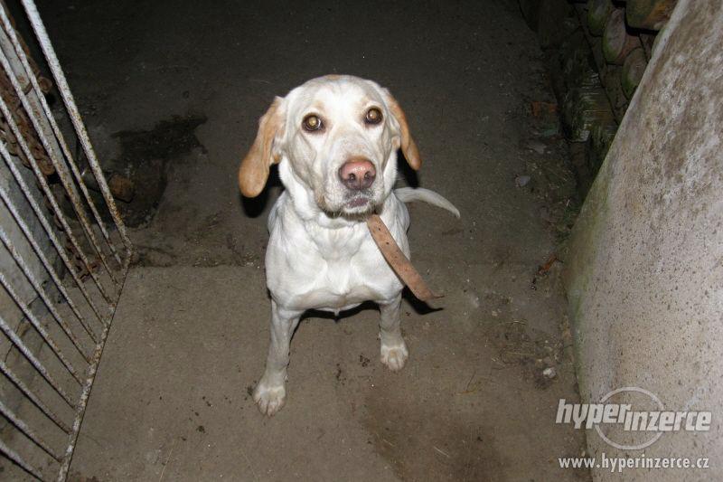 Daruji fenku LABRADORA - foto 12