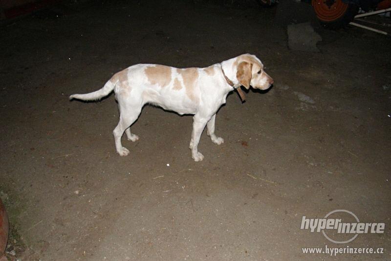 Daruji fenku LABRADORA - foto 13