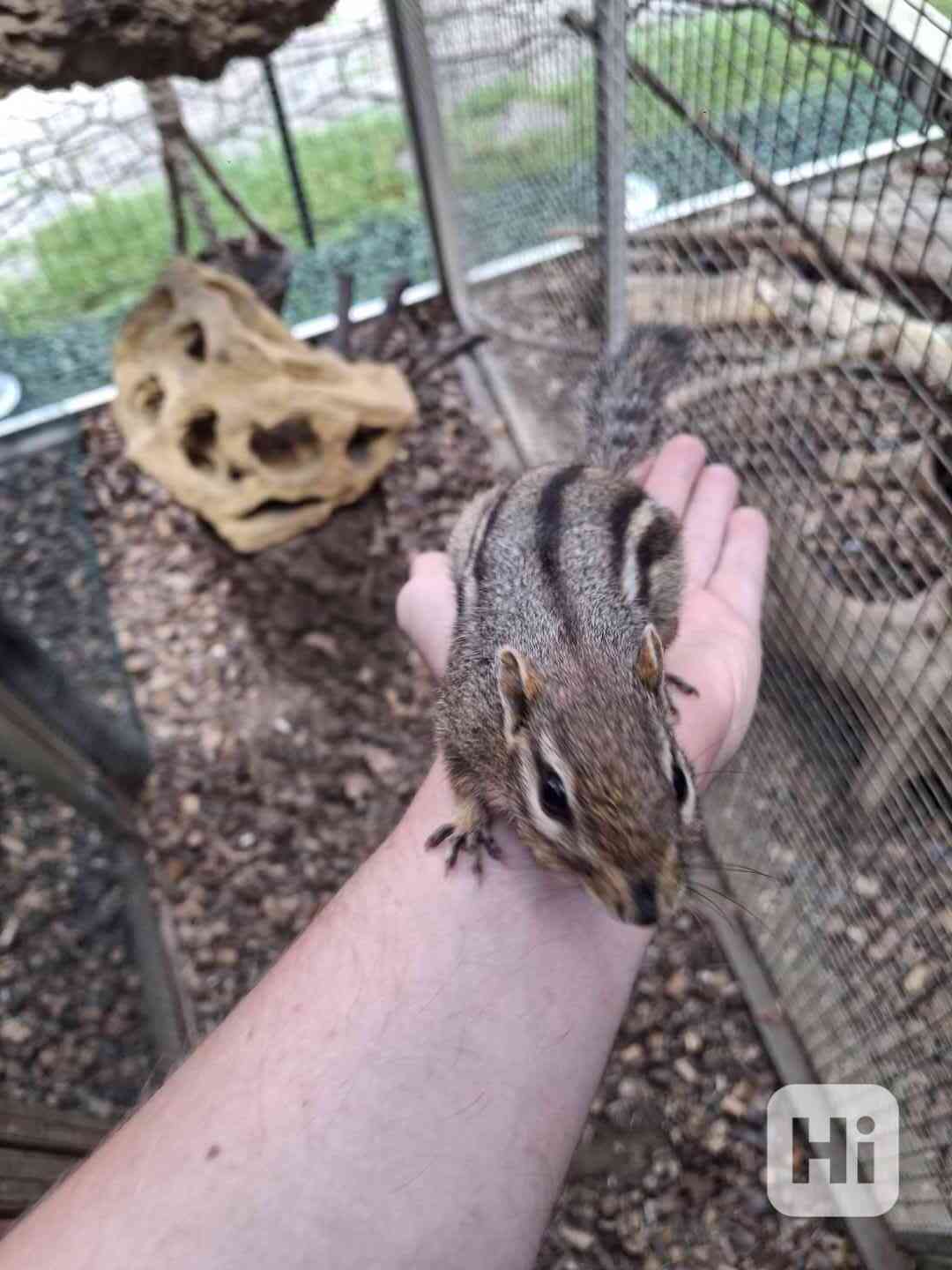 Čipmank východní (Tamias striatus) - foto 1