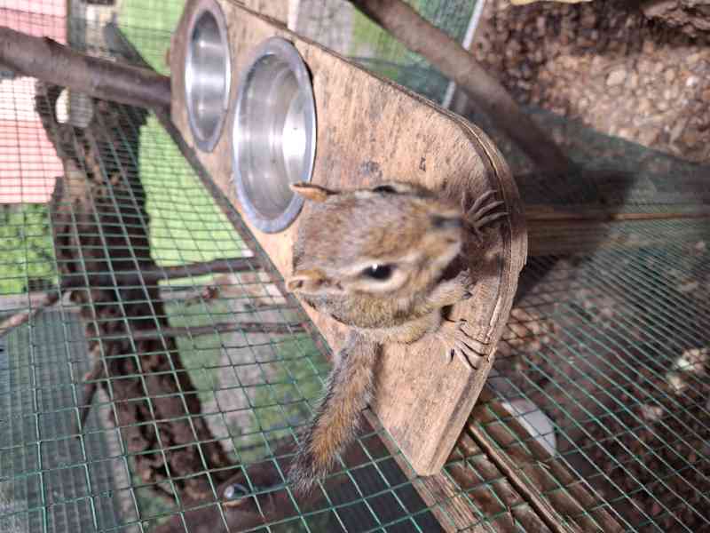 Čipmank východní (Tamias striatus) - foto 2