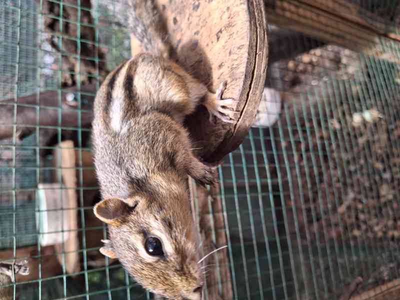 Čipmank východní (Tamias striatus) - foto 4
