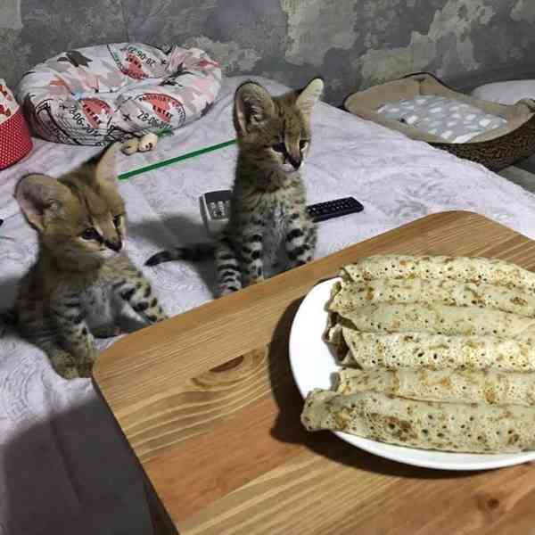 Malá koťata savany a karakalů - foto 5