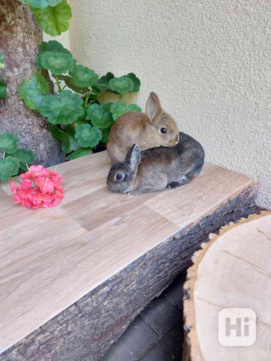 Zakrslý králík - foto 1