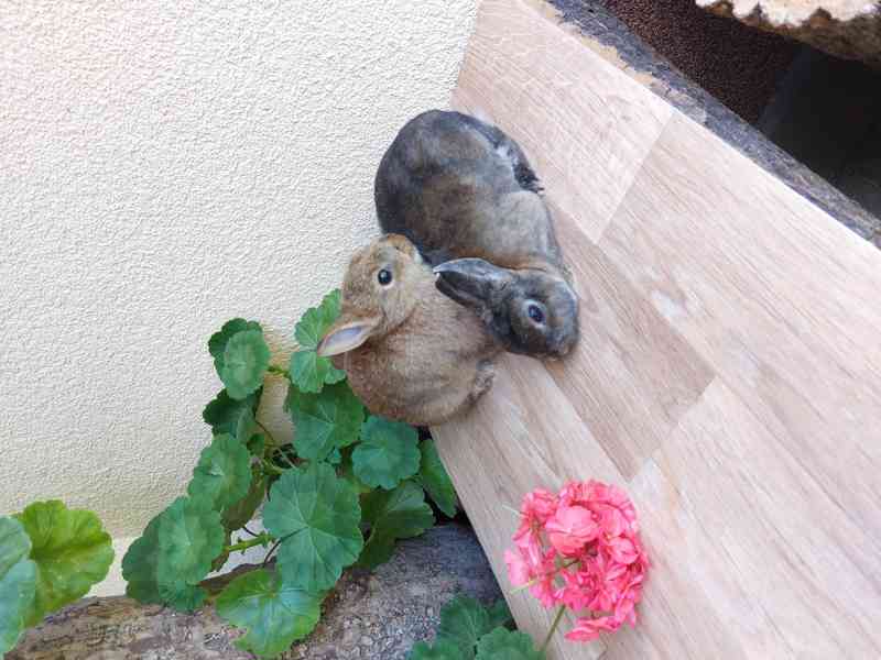 Zakrslý králík - foto 2