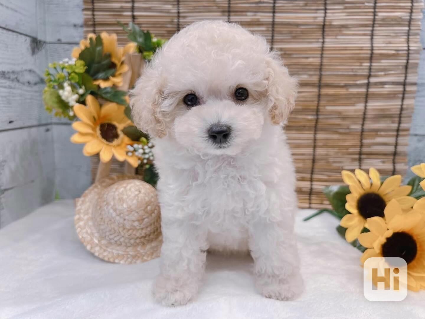 pudla k adopci - foto 1