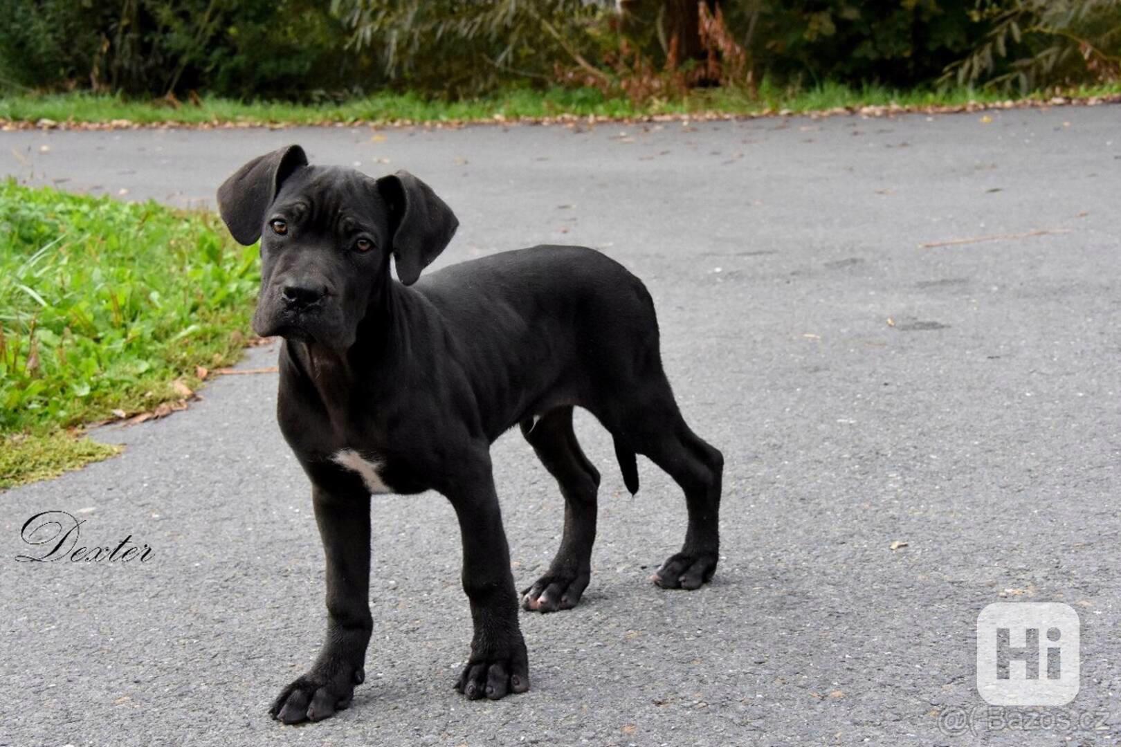 Cane Corso štěňátka s PP FCI  - foto 1