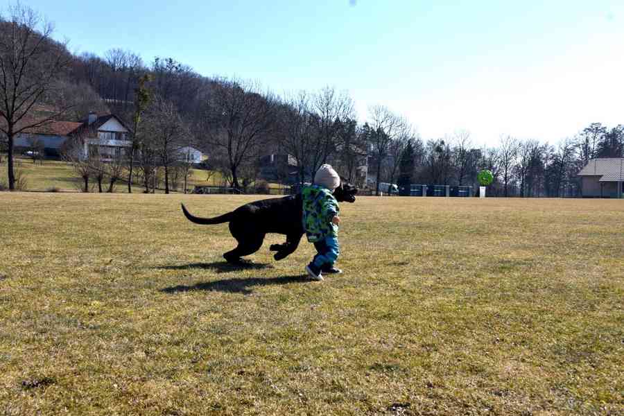 Cane Corso štěňátka s PP FCI  - foto 4