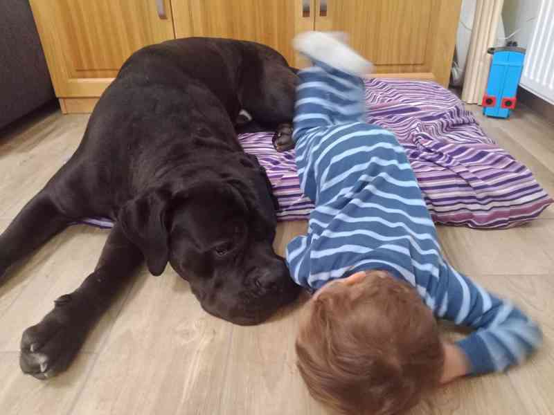 Cane Corso štěňátka s PP FCI  - foto 6