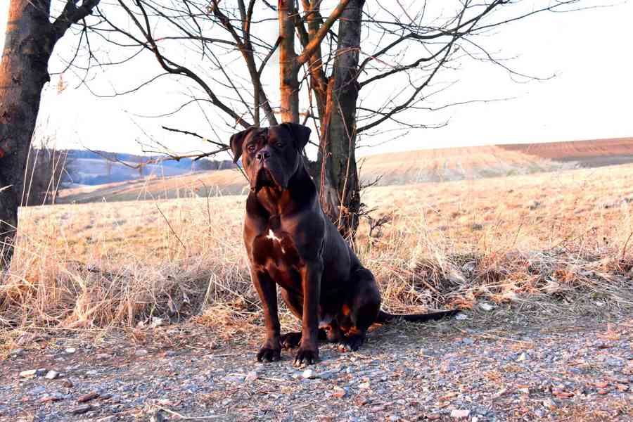 Cane Corso štěňátka s PP FCI  - foto 7