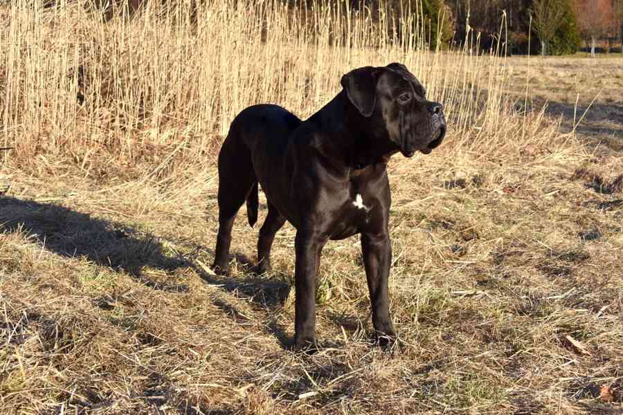 Cane Corso štěňátka s PP FCI  - foto 3