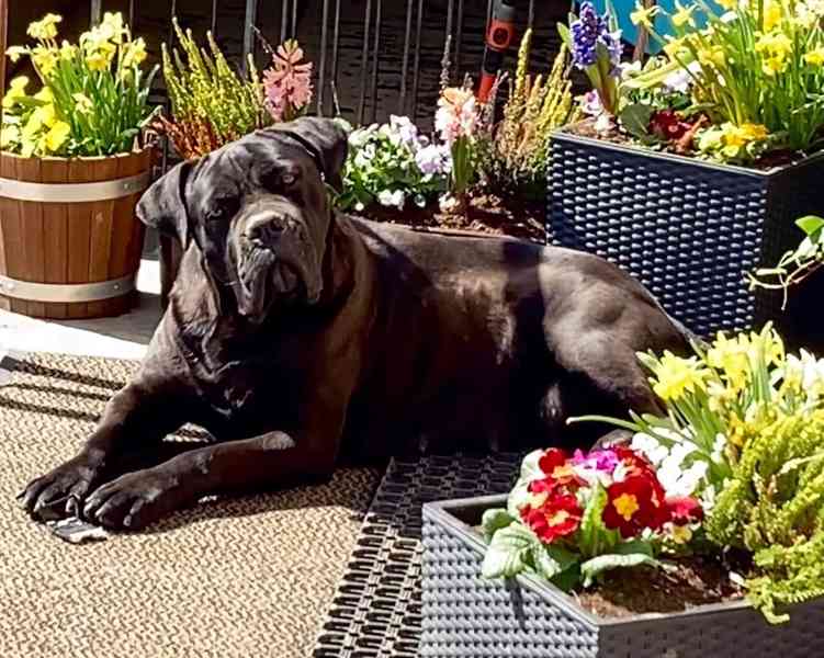 Cane Corso štěňátka s PP FCI  - foto 10