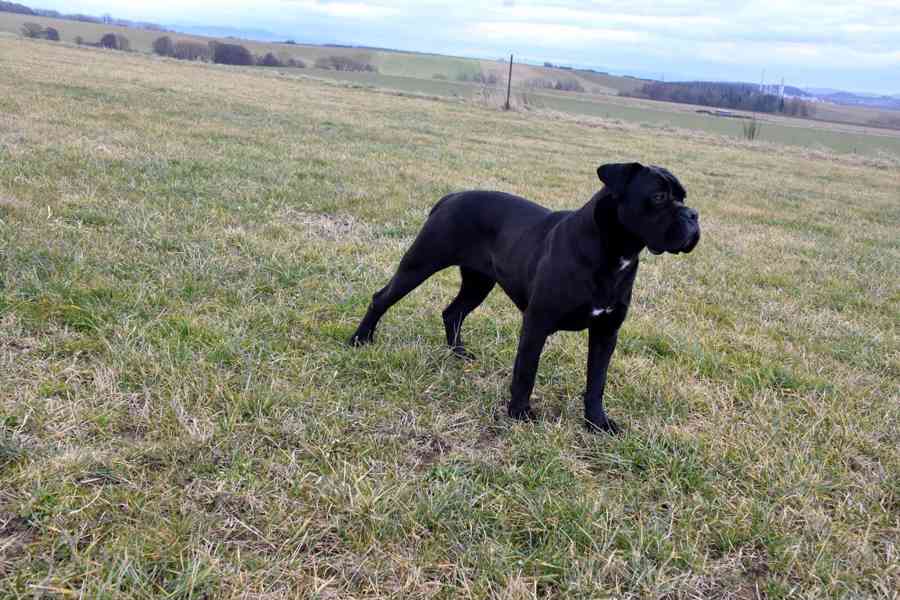 Cane Corso štěňátka s PP FCI  - foto 11