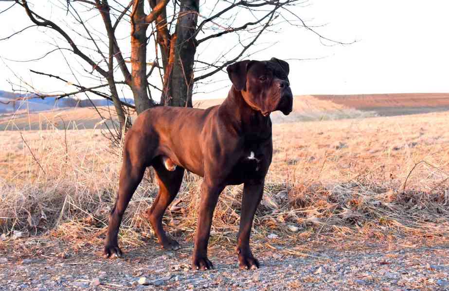 Cane Corso štěňátka s PP FCI  - foto 5