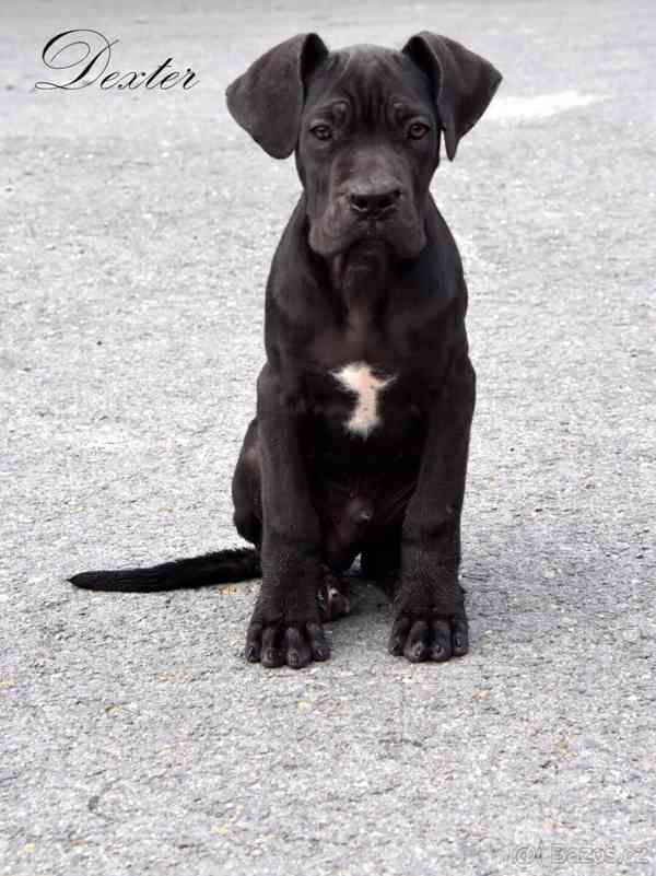 Cane Corso štěňátka s PP FCI  - foto 2