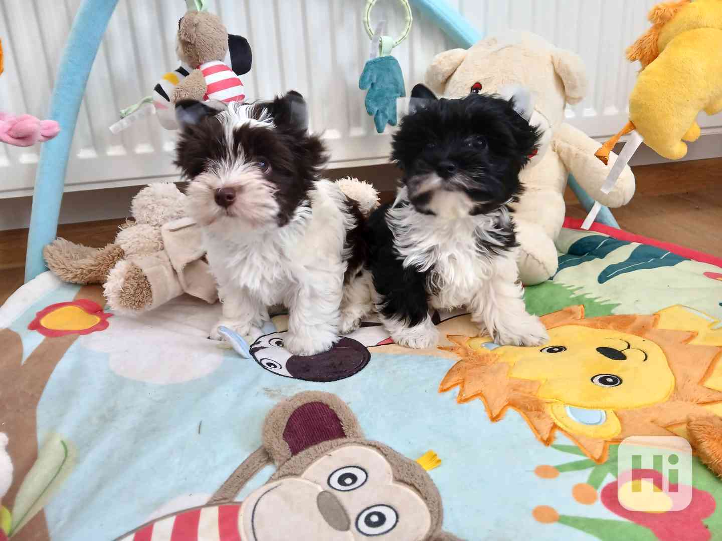 Biewer Jorkšírský terier  - foto 1